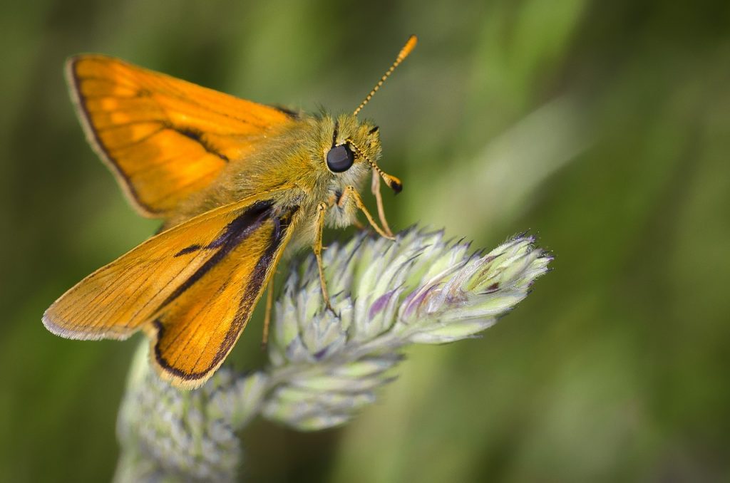 Comment utiliser un antimite naturel ?