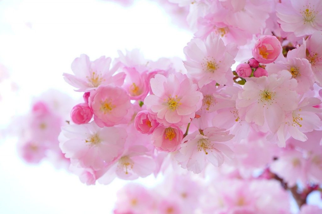 Envie d’une rose éternelle parme ?
