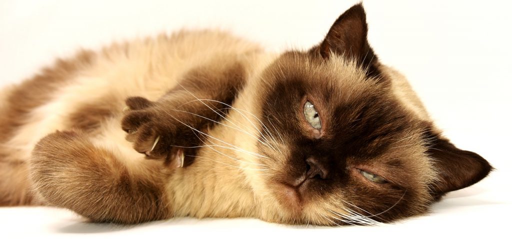 Quelle est la meilleure alimentation pour un chaton ?