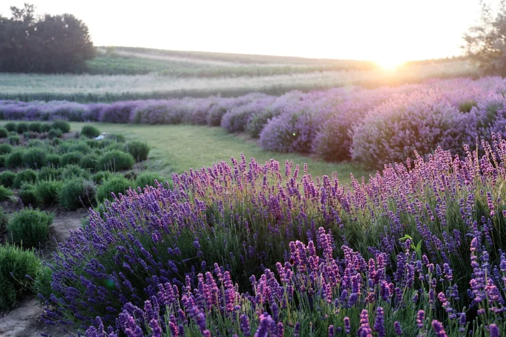 Brunève Lavande en bordure de sentier, floraison mauve dense